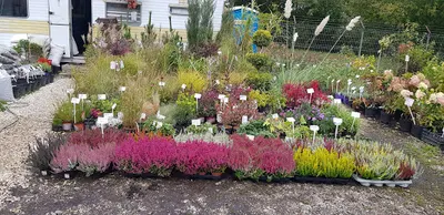 Green-Heaven Patrycja Karchier